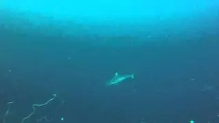 Maratua, Indonesia diving - Big Fish Country - Gray Reef Sharks and Bluefin Tuna