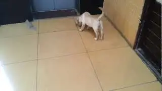 Robo caught stealing