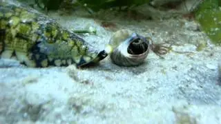 Marbled Cone Snail, Conus marmoreus, attacking Common Periwinkle, Littorina littorea
