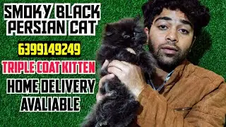 😍Delhi mein available hai Black Panther look wala male Persian kitten 🖤