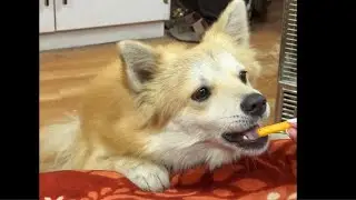 Dog ASMR: The most satisfying crunch you'll hear today! 🦴🔊 | dog video 