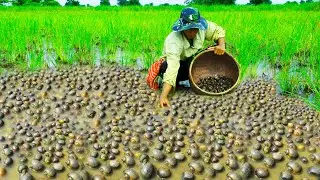 Season Crabs And Snail 2021 - Catching Crab Snail From Water After Water Recedes By field