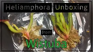 Heliamphora Unboxing and Review - From Wistuba