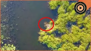The Largest Turtle Ever Caught: The Legend of the Mkino
