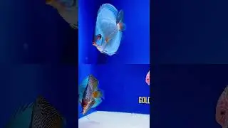 Blue Discus Showcase Sale!