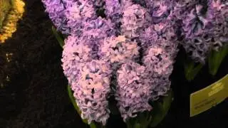 Hyacinth Flower Bulbs 'Delft Blue'