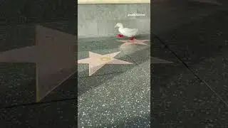 Duck Running 5 (viral tiktok)