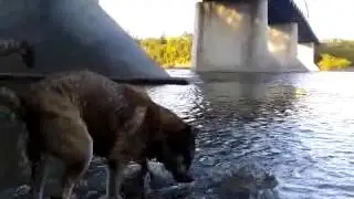 I'm a Lumberjack and I'M A DOG