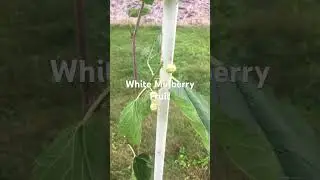 Young white mulberry tree with fruit #gardening #fruit #fruittrees #mulberry #growyourownfood