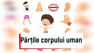 Părțile corpului