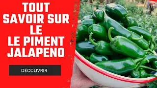 Tout savoir sur le piment jalapeno