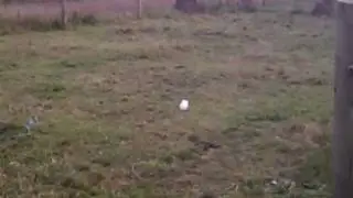 Draino bomb