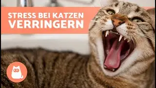 Wie Du GESTRESSTE KATZEN ENTSPANNST 🐱 So Bleibt Dein K&auml;tzchen Ruhig