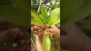gamot sa diabetes