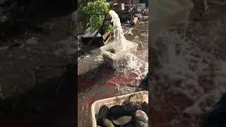 FISHERMAN CATCHING SEA FOOD | TRADITIONAL FISHIING
