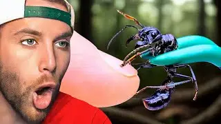 Watching Coyote Peterson Vs Bullet Ant For The First Time...