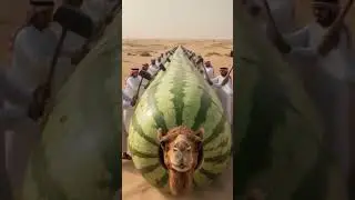 The Camel Inside the Watermelon #shorts#funnyvideos #animals