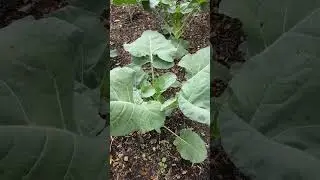 25 days planted 