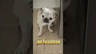 Cheese, more cheeeese 😋🧀 #pug #mamapug #funny #cute