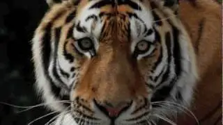 Big Cats at the Wildlife Heritage Foundation Sanctuary