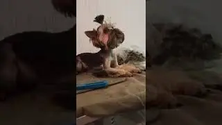 Yorkshire terrier puppy has his hair done. / Щенку йоркширского терьера сделали прическу.