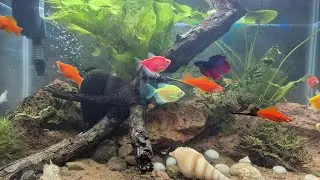 Community Fish Tank Setup | Planted, Lava Rock, Driftwood | Betta, Guppies, Molly, Koi Carp, Sword..