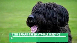 Информация о породе собак бриар &mdash; факты о бриаре #briard