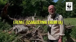 Ur&oslash;rt skov