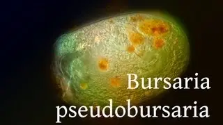 bursaria truncatella