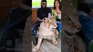 Come meet our fabulous felines. Up close uncaged. #savethewildsavetheworld.