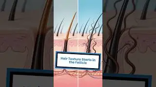 Why Do Some People Have Curly Hair and Others Straight Hair?