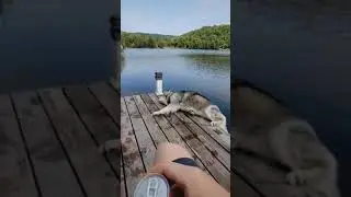 husky falling in water | funny husky dog #shorts #funny #dogs #husky