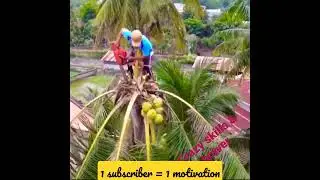 Amazing..Coconut tree cutting technique without safety equeiment..|Musical World