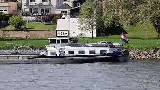 Rheinkilometer 608 - Hansi am Rhein mit seinen Enten