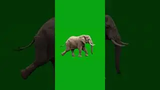 Elephant Running Green Screen Effect #elephant #animals #wildanimals #chromakey #running #shorts