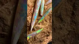Belemnite Short #belemnite #cephalopod #pridemonth #jurassicjune #prehistoric #animalfacts