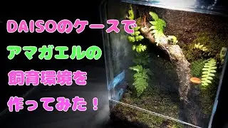 DAISOのケースでアマガエルの飼育環境を作ってみた！