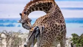 Angry Mother Giraffe kick five lion to save Baby, Giraffe vs Lion