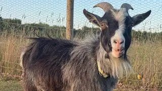 День в компании коз