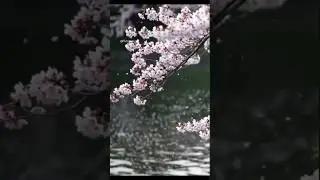 Falling Gently: A Moment of Cherry Blossom Serenity 🌸