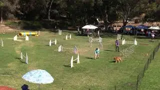 Stevie Ray Open Jumpers 8 1 21