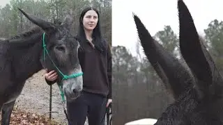 From starvation to setting records | Byron donkey 'Hope' sets Guinness World Record for longest ears