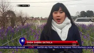 Ladang Lavender Ala Prancis - NET 10