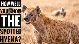 Spotted Hyena || Description, Characteristics and Facts!