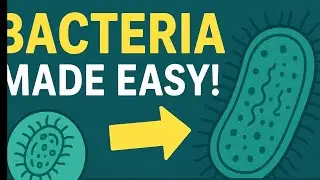 Bacteria Explained | Types, Structure, Functions | Full Explained #paramedicalcourses #paramedical