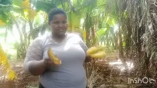 READY FOR HARVEST 🍌||AFRICAN VILLAGE LIFE