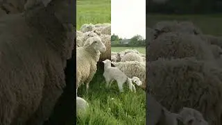 Weird Murders - Hungry Sheep