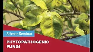 Dominican University Science Seminar: Phytopathogenic Fungi