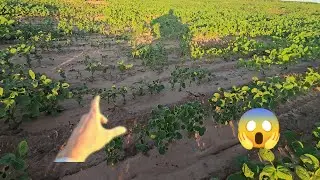 Soja Sofrendo! 🚨 Pulverização Atrasada e Problema com Resíduo de Herbicida - Dia a Dia na Fazenda!