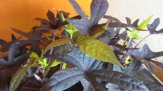 CUIDA TU CAMOTE ( IPOMEA MORADA ) CAMPANILLA #137